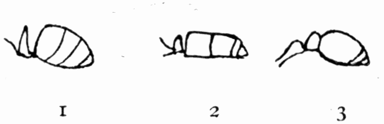 Fig 6. Basal segments of ants