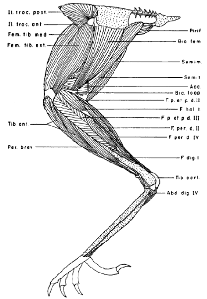 The Project Gutenberg eBook of Myology and Serology of the Avian Family