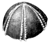 Echinocorys Scutatus