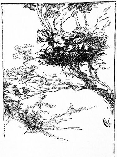 THEN I SUDDENLY FELT LIKE A SHOOTING-STAR