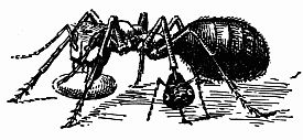 Fig. 3.—A Red Slavemaker Ant with its Plunder.