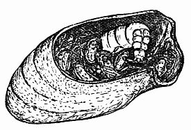 Fig. 7.—"For a Ravenous Wasp Larva to Devour."