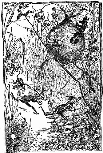 Fig. 22.—Sergeant Clearview Takes Refuge in Argiope's Nest.