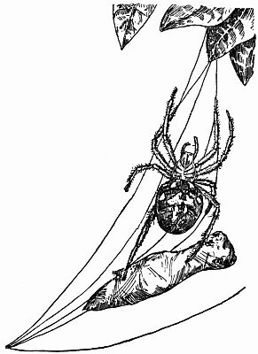 Fig. 33.—A Spider Drawing up a Swathed Grasshopper to its Leafy Den, "Hand Over Hand."