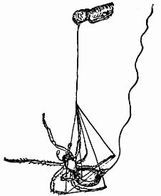 Fig. 35.—How a Spider Drops to the Ground.