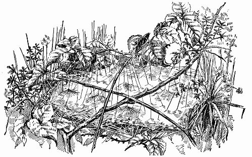 Fig. 36.—"Weaving Together Grass, Leaves and Twigs."