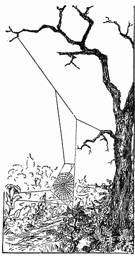 Fig. 44.—A Cobweb Bridge Across a Path.