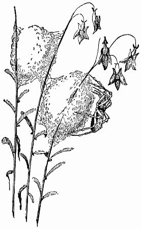 Fig. 47.—"Silk Ravelled from Cocoons of Spiders."