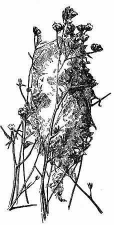 Fig. 48.—A Spider's Cocoon Nest.