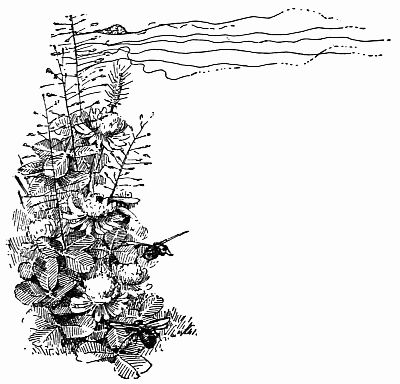 Fig. 51.—"From a Thistle Stalk a Bit of Gossamer."