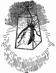 Fig. 53.—Brownie Fire-fly Lantern.