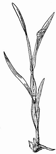 Fig. 64.—Tetragnatha's Mimicry of a Green Twig.