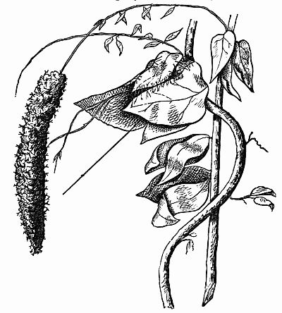 Fig. 69.—Leaves Lashed or Sewed Into a Turret Den.