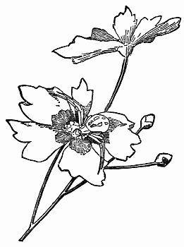 Fig. 75.—Turncoat Tom on a Daisy. (Misumena vatia).