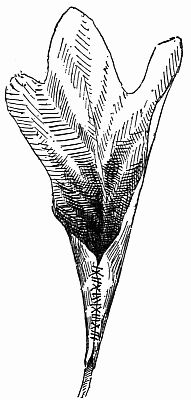 Fig. 85.—"They Cut the Binding Threads."