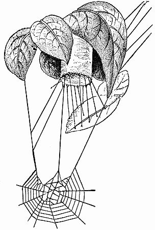 Fig. 86.—"The Conning Tower of Pixie Thaddeus."