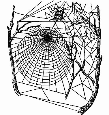Fig. 96.—"Above the Dome is a Dry Leaf Rolled Up."