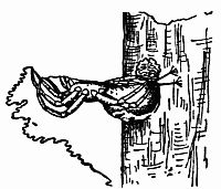 Fig. 99.—"Young Hyptiotes Never Moved a Muscle."