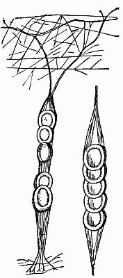 Fig. 101.—Labyrinthea's Cocoon String.