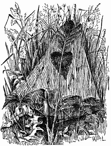 Fig. 105.—"A Colony of Youngling Orbweavers as Snugly Tented Under a Jack-in-the-Pulpit."