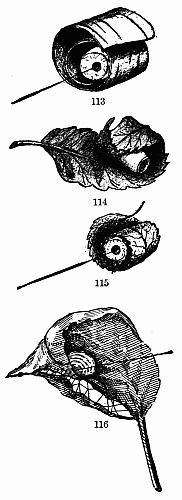 Figs. 113, 114, 115 and 116.—"Tucked Within the Folds of Rolled Leaves or Curled Birch Bark." (Furrow Spiders.)