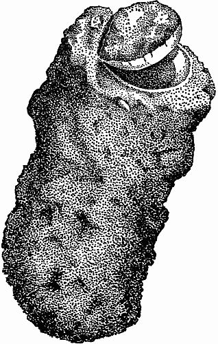 Fig. 122.—A Clod Containing the Silken Nest of the California Trap-door Spider.