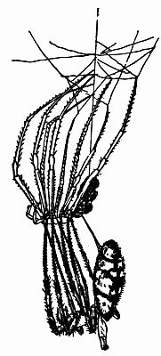 Fig. 125.—"Moulting." A Spider Pulling Off Its Old Skin.