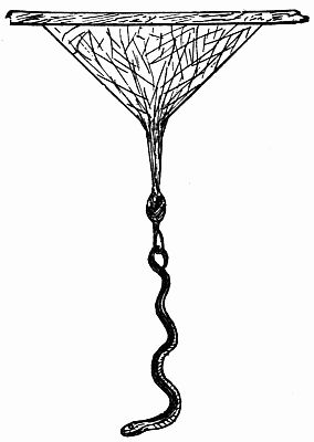 Fig. 132.—Twist, the Serpent, Hung in the Pixie Snare.