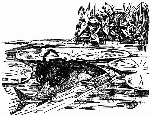Fig. 137.—How a Spider Captured a Fish.