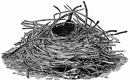Fig. 138.—The Tower or Surface Nest of a Lycosid Spider.[BM]