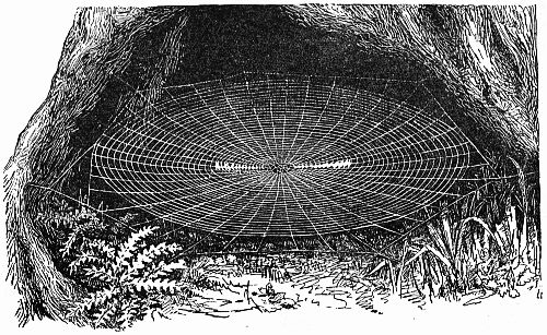 Fig. 141.—"A Round, Horizontal Snare of Uloborus, Spread Within the Hollow of the Trunk."