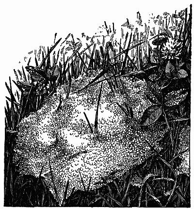 Fig. 146.—Dew-Sprinkled Tents upon the Lawn.