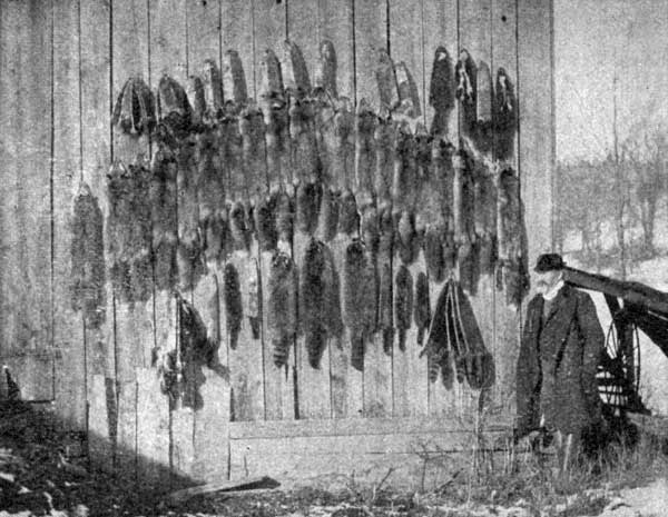 WOODCOCK AND HIS CATCH, FALL 1904.