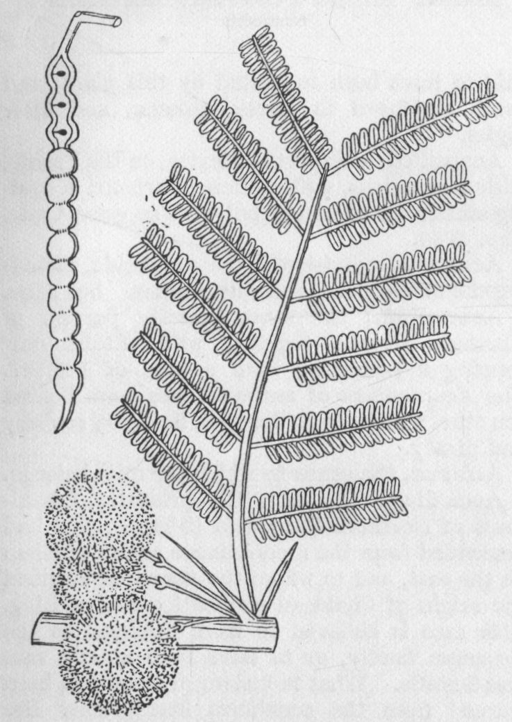 Acacia arabica