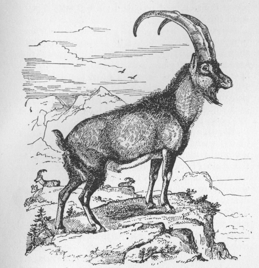 Grecian Ibex