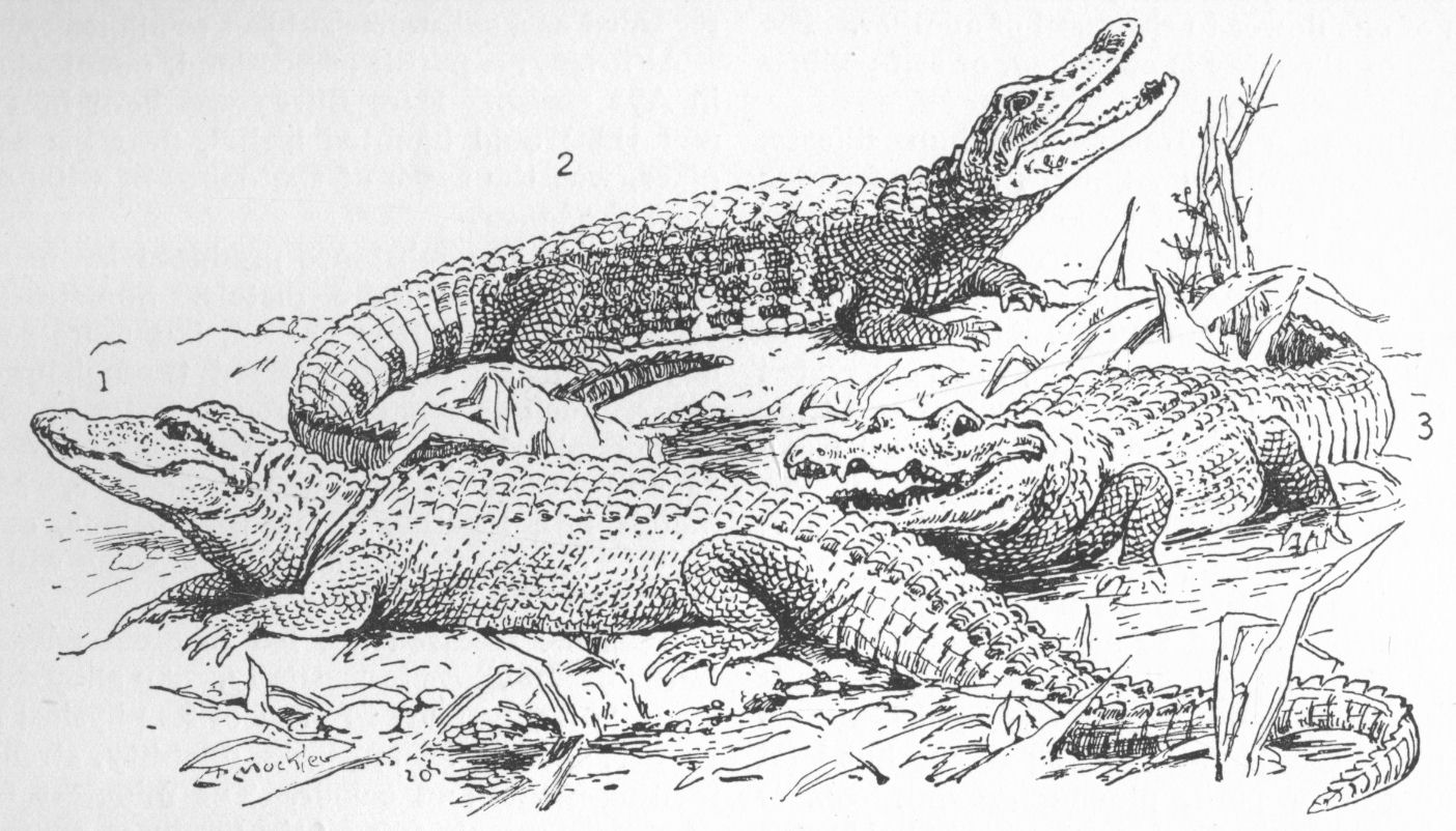 Alligators