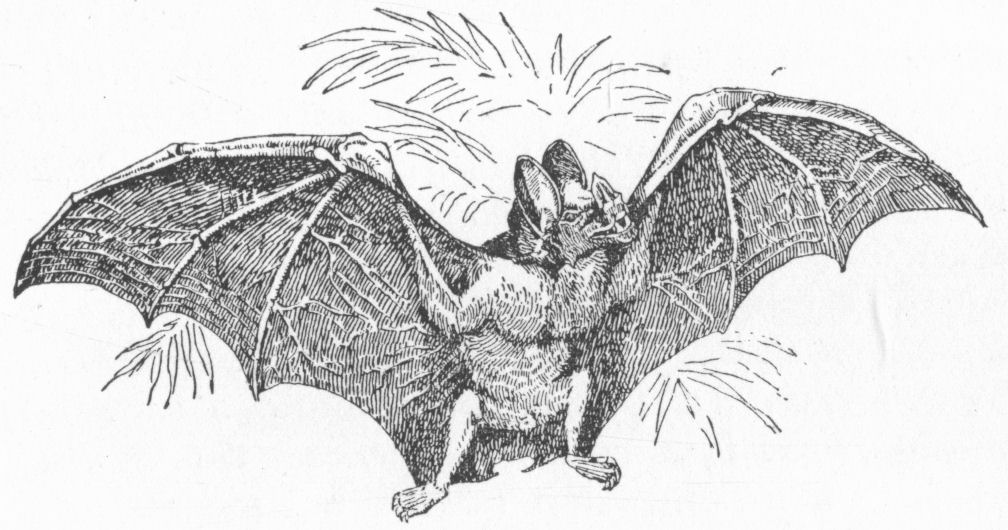 Vampire-bat