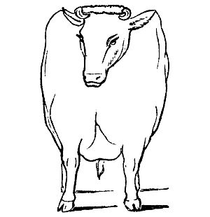 Improved form of beef-cattle - front view.