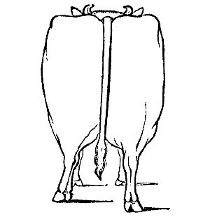 Improved form of beef-cattle - rear view.