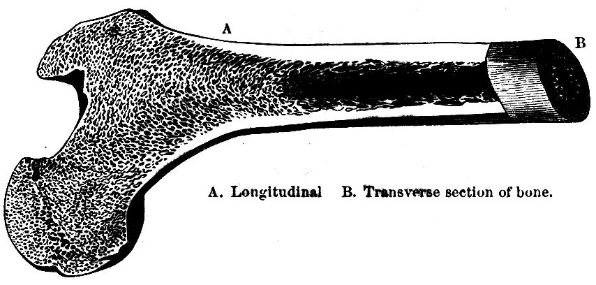 Fig. 1.--Section of Bone