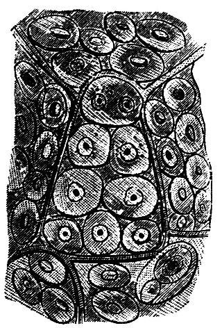 Fig. 4.--Cells of Cartilage.