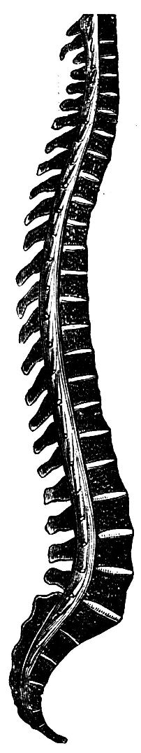 Fig. 6--The Spinal Column.