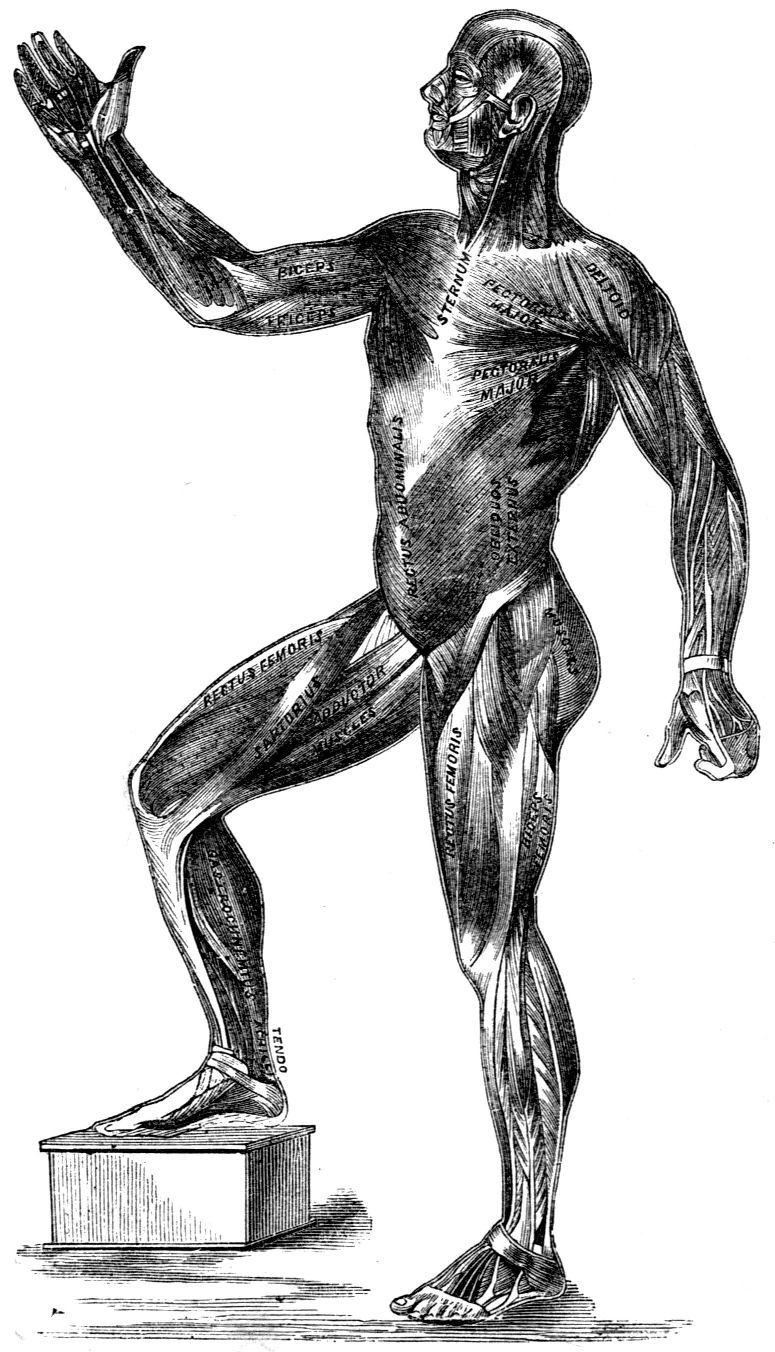 Fig. 7.--The Muscles.