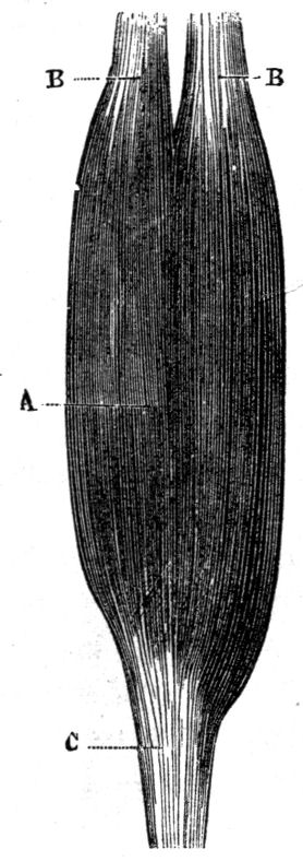 Fig. 9.--Biceps muscle of the arm.