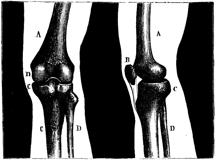 Fig. 10.--View of Knee-joint.