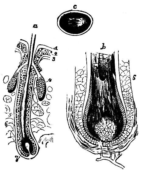 Fig. 14.--Root and section of hair.