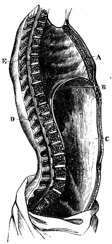 Fig. 16.--Section of the Trunk.