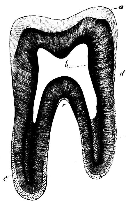 Fig. 17.--Section of a Tooth.