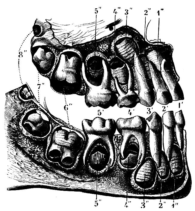Fig. 18.--Section of the Jaws.