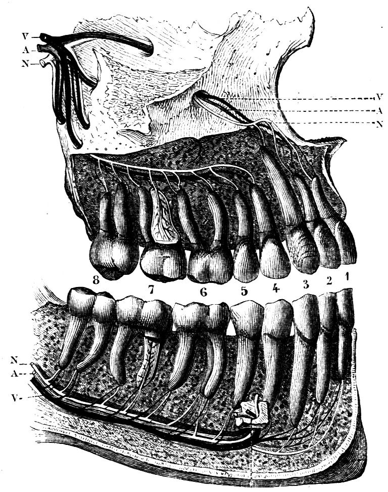 Fig. 19.--Section of the Jaws.